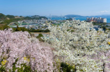 濑户朝香(濑户朝香：旅游胜地丨美食体验丨文化传承)