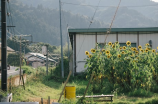 青岛保障房政策解读，助力居民安居乐业