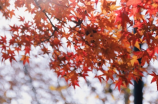幽燕金秋图：秋天里的美丽景色