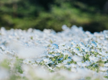 姐儿头上戴着杜鹃花(姐儿头上戴着杜鹃花)