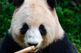大熊猫的寿命：这些你都需要知道！