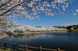 樱花草歌词(《樱花草歌词》引人入胜 感受樱花美景)